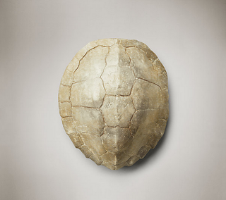 Turtle Shell, $89 (was $129) I have one of these only mine came from a dying turtle my mom found on the side of the road. Don't worry, she used the whole animal. (Soup.)